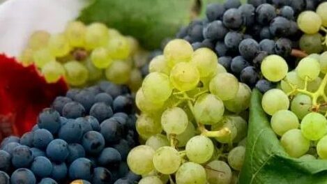 usda uvas (2)